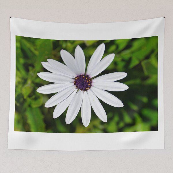 Item preview, White African Daisy designed and sold by wendyhattonphotography.
