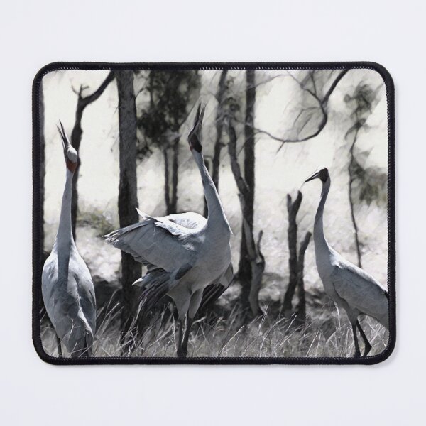 Item preview, Australian BROLGA WILD BIRD designed and sold by Barbara Jean Photo Art And Design.