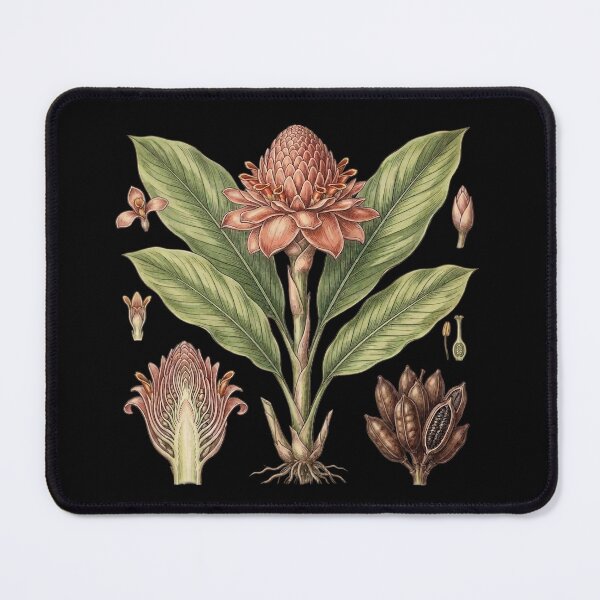 Item preview, Vintage Botanical Pink Torch Ginger – Black Dark Academia Flora Art designed and sold by Wennebabs.