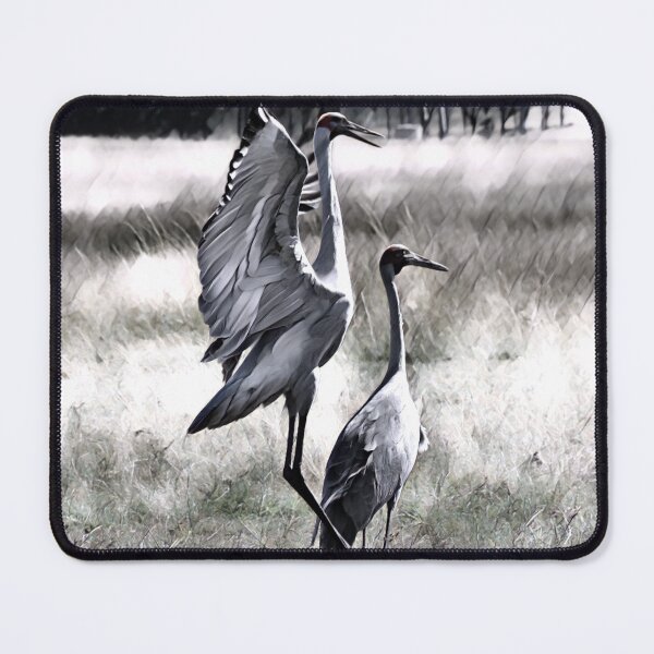 Item preview, Australian Brolga, WILD BIRD, WALL DECOR designed and sold by Barbara Jean Photo Art And Design.
