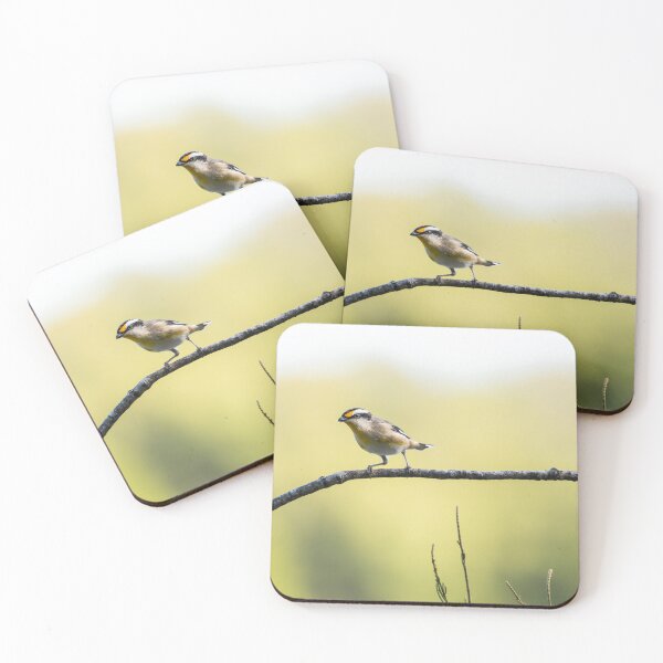 Item preview, Striated pardalote bird designed and sold by robdanimalphotography.
