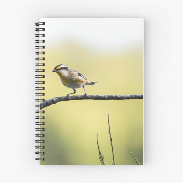 Item preview, Striated pardalote bird designed and sold by robdanimalphotography.