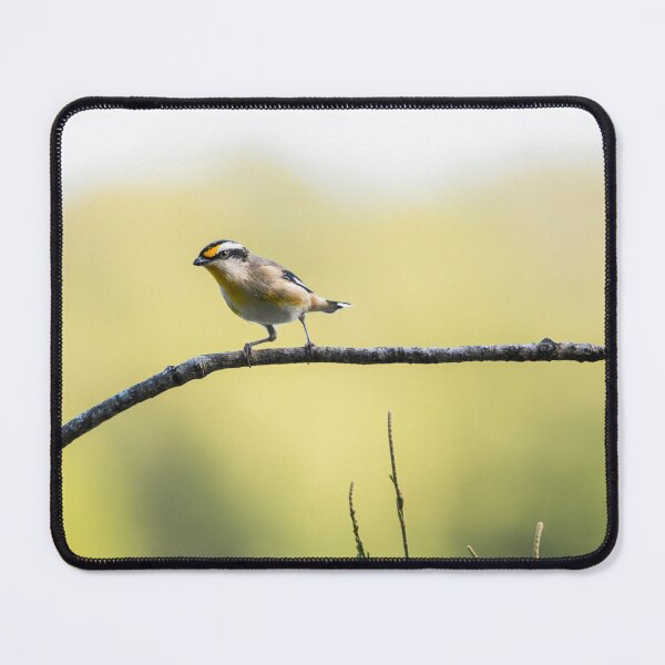 Item preview, Striated pardalote bird designed and sold by robdanimalphotography.