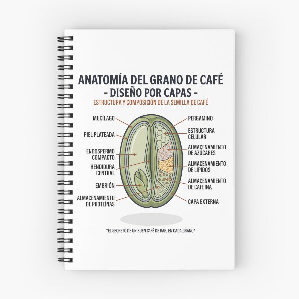 Artikelvorschau, Anatomie der Kaffeebohne entworfen und verkauft von Cafetera Moka Italiana.