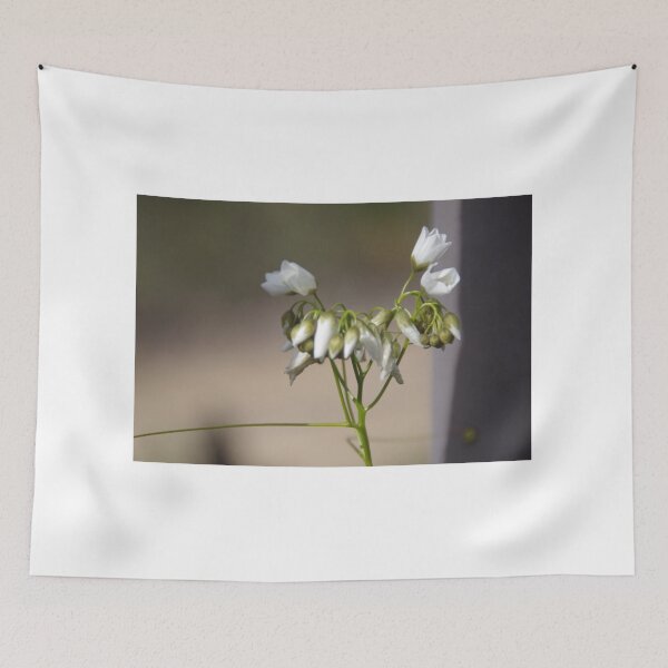 Item preview, Drosera stolonifera Leafy sundew 2 designed and sold by lezvee.