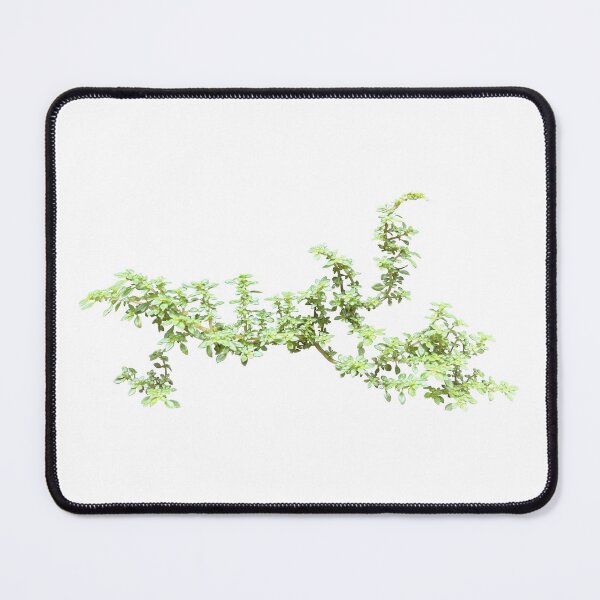 Item preview, Pilea microphylla plant branch designed and sold by pipikijung.