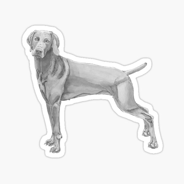 Weimaraner Sticker