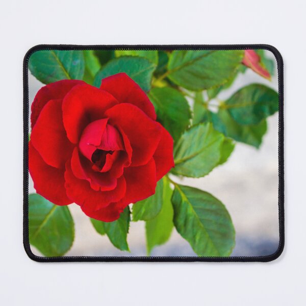 Item preview, Vibrant Red Rose in Focus With Buds and Lush Green Foliage in Garden Setting designed and sold by Nmallia.