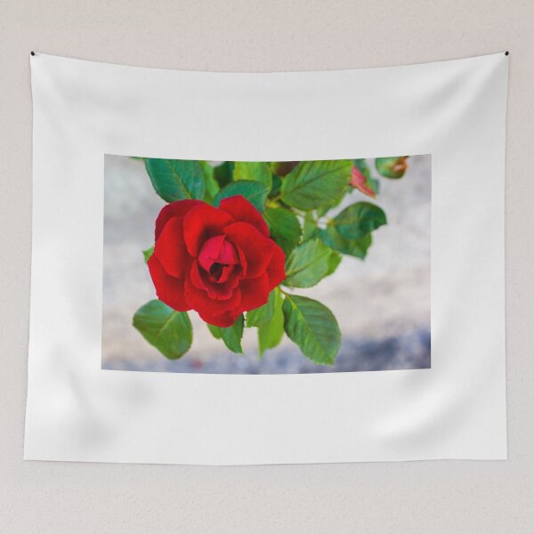 Item preview, Vibrant Red Rose in Focus With Buds and Lush Green Foliage in Garden Setting designed and sold by Nmallia.