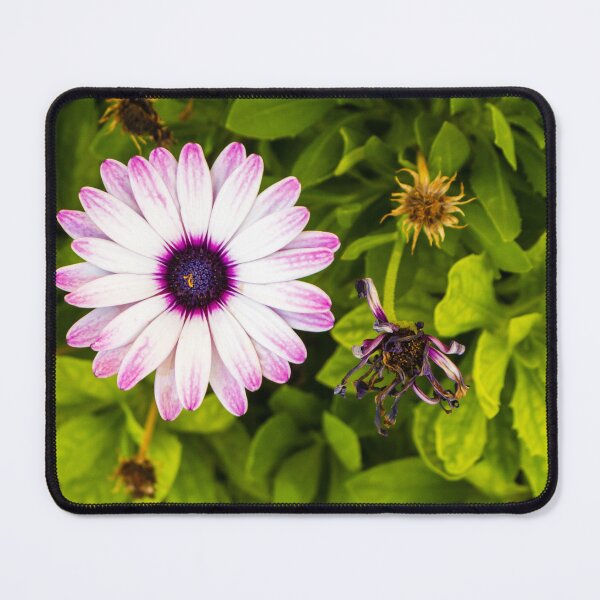 Item preview, Pink White Daisy With Purple Center In Green Garden Bed, Fresh Bloom And Lush Leaves designed and sold by Nmallia.