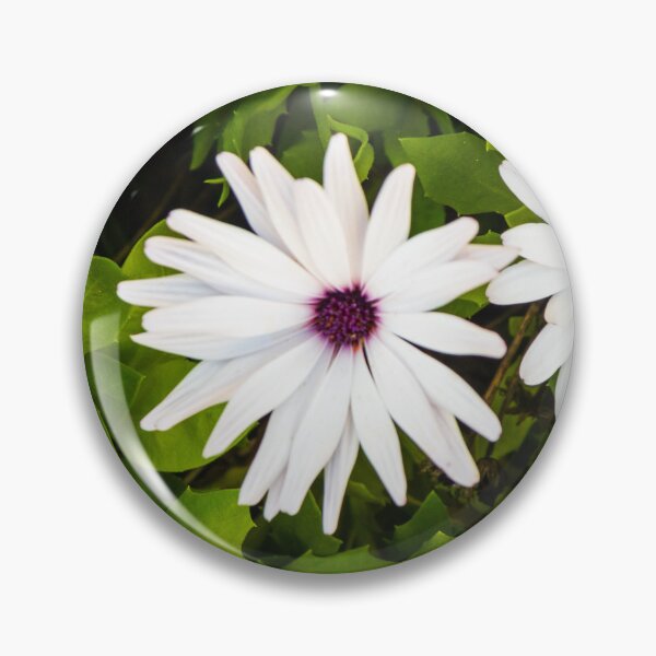 Item preview, White Daisies in Green Garden Foliage: Bright Bloom, Fresh Nature Scene designed and sold by Nmallia.