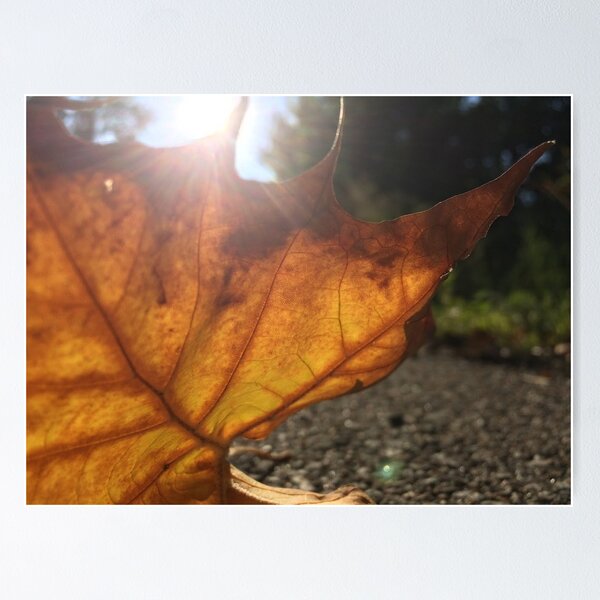Item preview, golden leaf with sunspark, no filter photograph designed and sold by GiSilver.