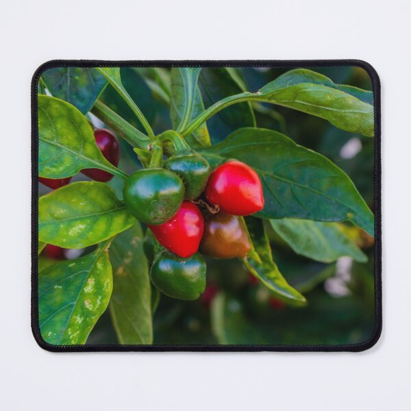 Item preview, Vibrant Red And Green Pepper Cluster On Lush Pepper Plant For Fresh Garden Produce designed and sold by Nmallia.