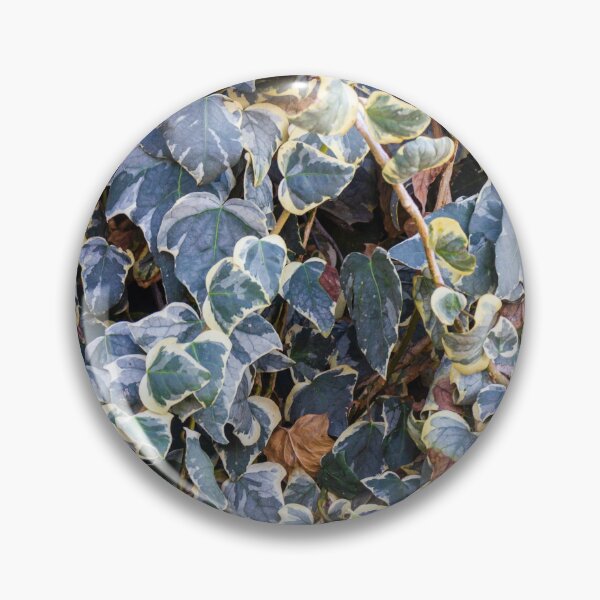 Item preview, Variegated Ivy Climber With Cream Edges Covering a Dense Green Wall of Vines designed and sold by Nmallia.