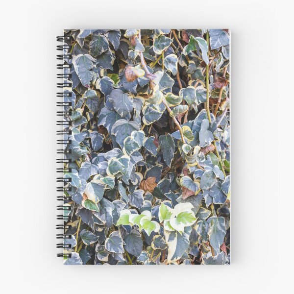 Item preview, Variegated Ivy Climber With Cream Edges Covering a Dense Green Wall of Vines designed and sold by Nmallia.