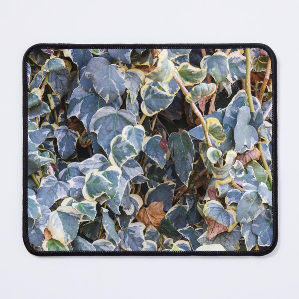 Item preview, Variegated Ivy Climber With Cream Edges Covering a Dense Green Wall of Vines designed and sold by Nmallia.