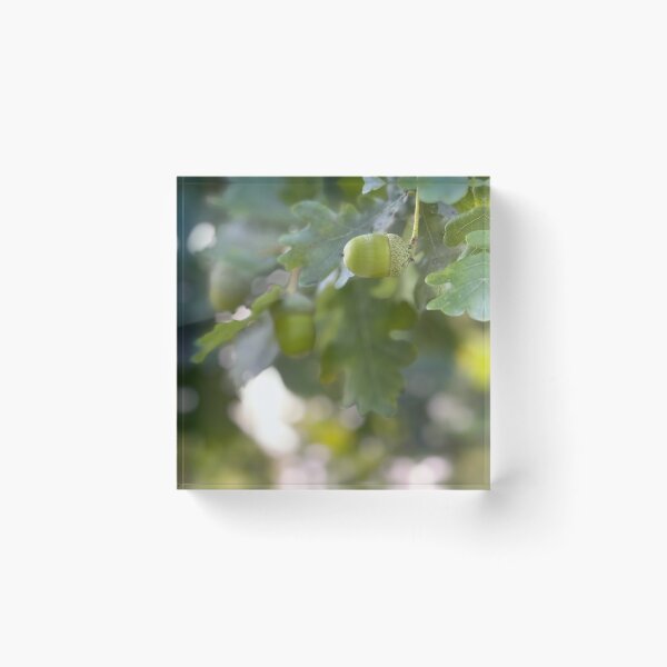 Item preview, Oak Branch Acorns Autumn Nature Photography designed and sold by BetweenForms.