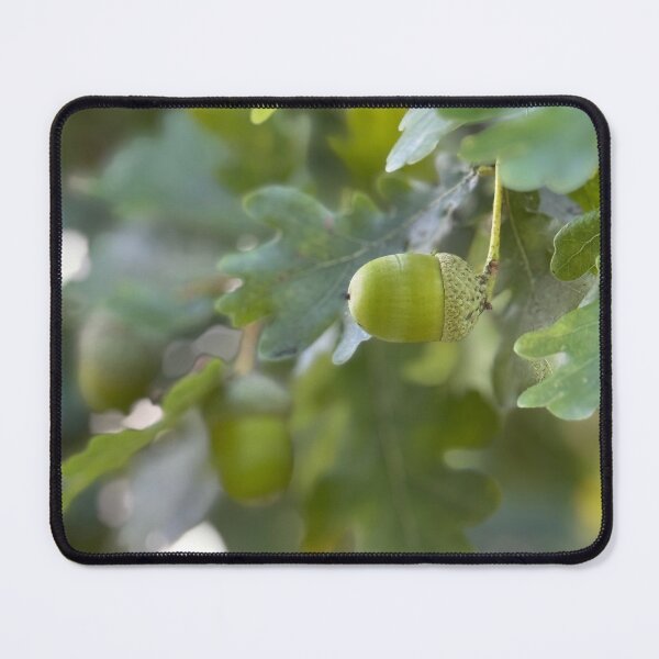 Item preview, Oak Branch Acorns Autumn Nature Photography designed and sold by BetweenForms.