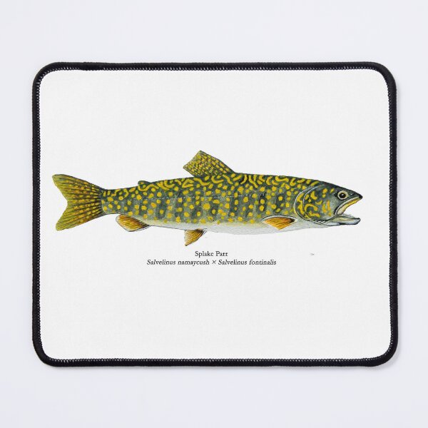 Item preview, Splake Parr Painting designed and sold by Stephen Emms.