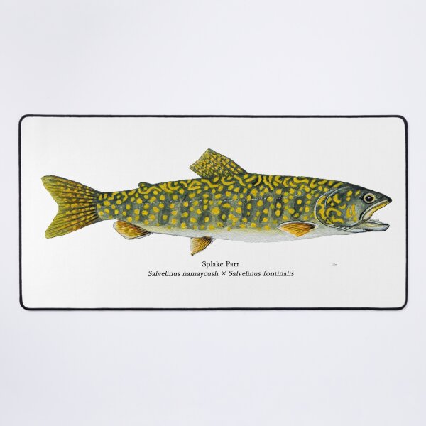 Item preview, Splake Parr Painting designed and sold by Stephen Emms.