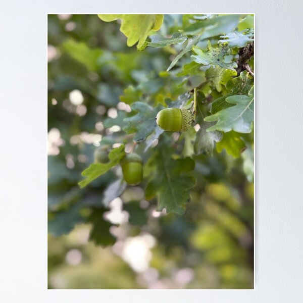 Item preview, Oak Branch Acorns Autumn Nature  designed and sold by BetweenForms.