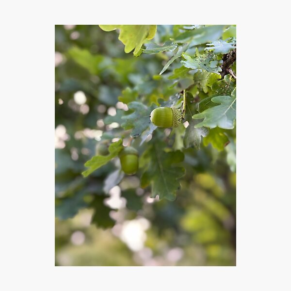 Item preview, Oak Branch Acorns Autumn Nature  designed and sold by BetweenForms.