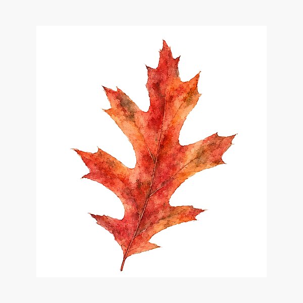 Item preview, Red Oak Leaf Watercolor Autumn Botanical Art designed and sold by Shew Gallery.