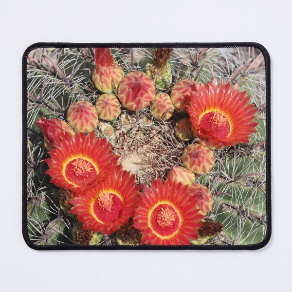 Item preview, Red Amazing Barrel Cactus Flowers designed and sold by simonjayphotos.