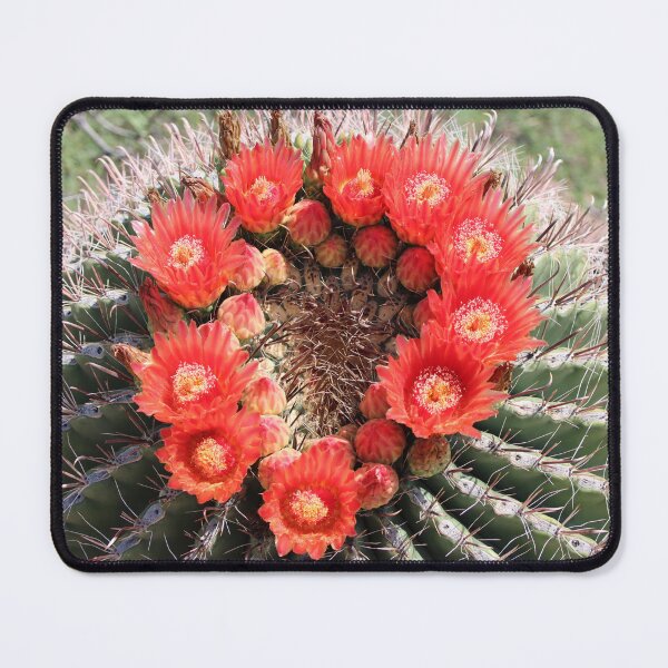 Item preview, Amazing Barrel Cactus Flowers designed and sold by simonjayphotos.