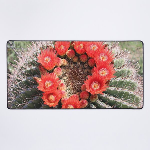 Item preview, Amazing Barrel Cactus Flowers designed and sold by simonjayphotos.