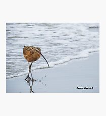 Lange berechnete Brachvogel Fotodruck