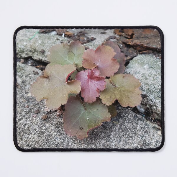 Item preview, Crevice Alumroot in a Sidewalk Crevice designed and sold by concretebotany.