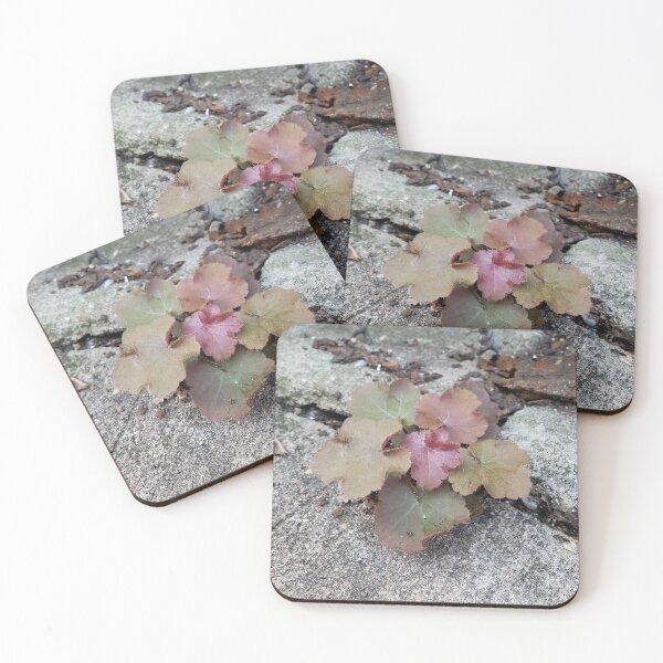 Item preview, Crevice Alumroot in a Sidewalk Crevice designed and sold by concretebotany.