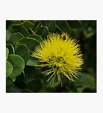 Lámina fotográfica Yellow Ohia with bee.
