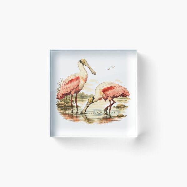 Item preview, Roseate spoonbill in a shallow lagoon designed and sold by Daily Quirk.