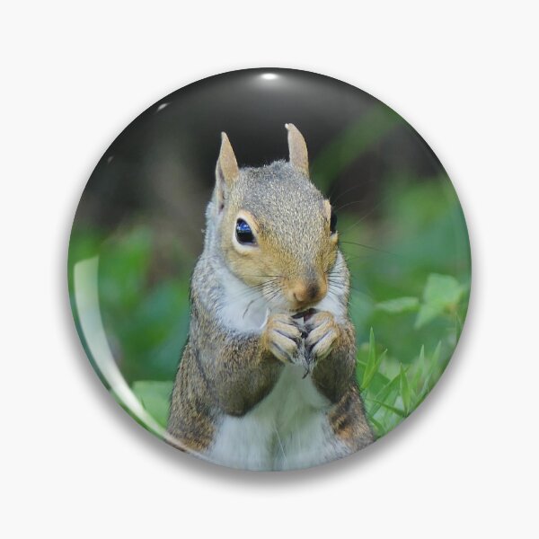 Item preview, Squirrel Eating a Sunflower Seed designed and sold by Frankie Cat Photography.
