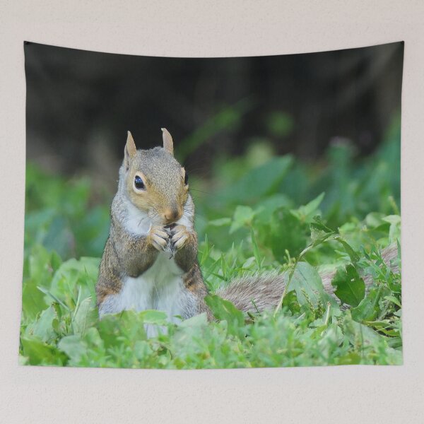 Item preview, Squirrel Eating a Sunflower Seed designed and sold by Frankie Cat Photography.