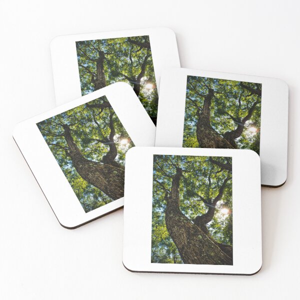 Item preview, Tipuana Tipu Beneath the Canopy designed and sold by NaileyCreative.