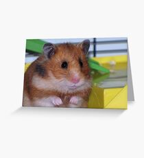 The Hamster Greeting Card