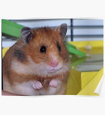 The Hamster Poster