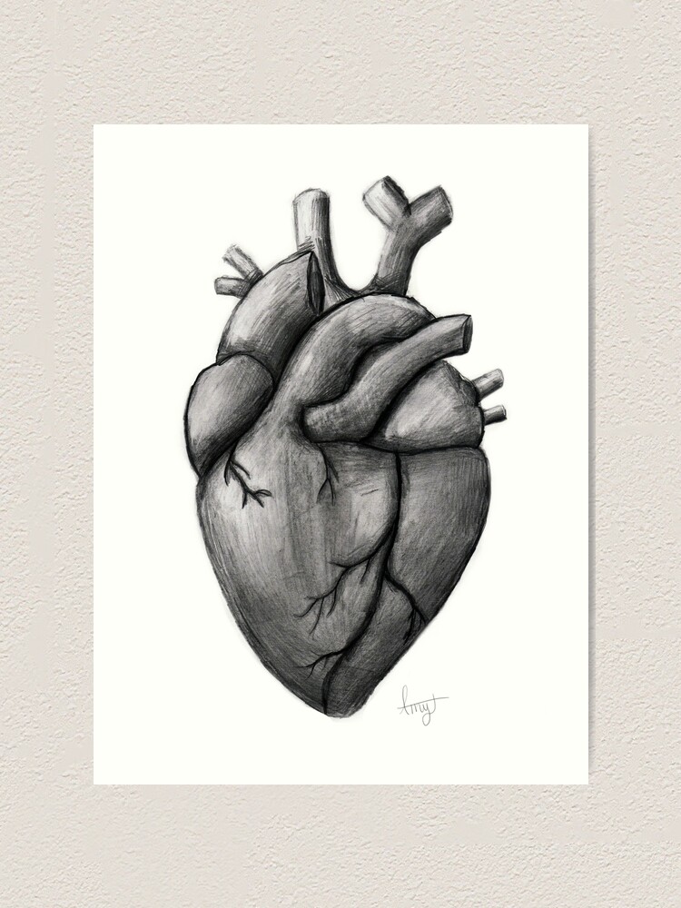 Lámina artística «dibujo del corazón anatómico lápiz» de AmyCDraws |  Redbubble