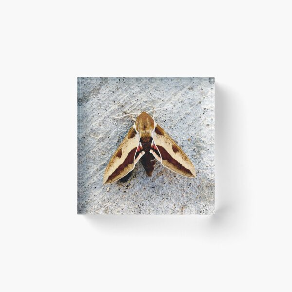 Item preview, Moth designed and sold by Courtney Croxall.