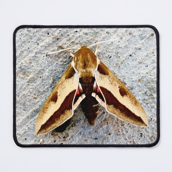 Item preview, Moth designed and sold by Courtney Croxall.