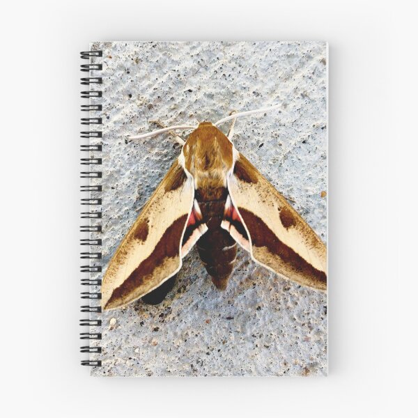 Item preview, Moth designed and sold by Courtney Croxall.
