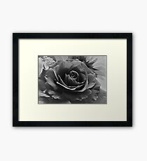 Black and White Rose Framed Print
