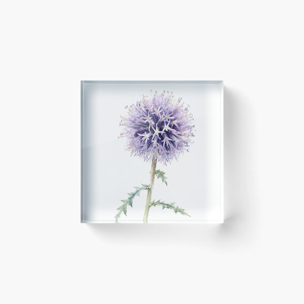 Item preview, Blue Globe Thistle Watercolor Botanical Art designed and sold by Shew Gallery.