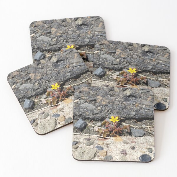 Item preview, Tiny Creeping Woodsorrel in a Sidewalk Crack designed and sold by concretebotany.
