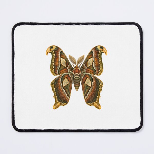 Item preview, Atlas Moth | Vintage Entomology Specimen Art | Moth Collector Gift designed and sold by Brackenlume Studio.
