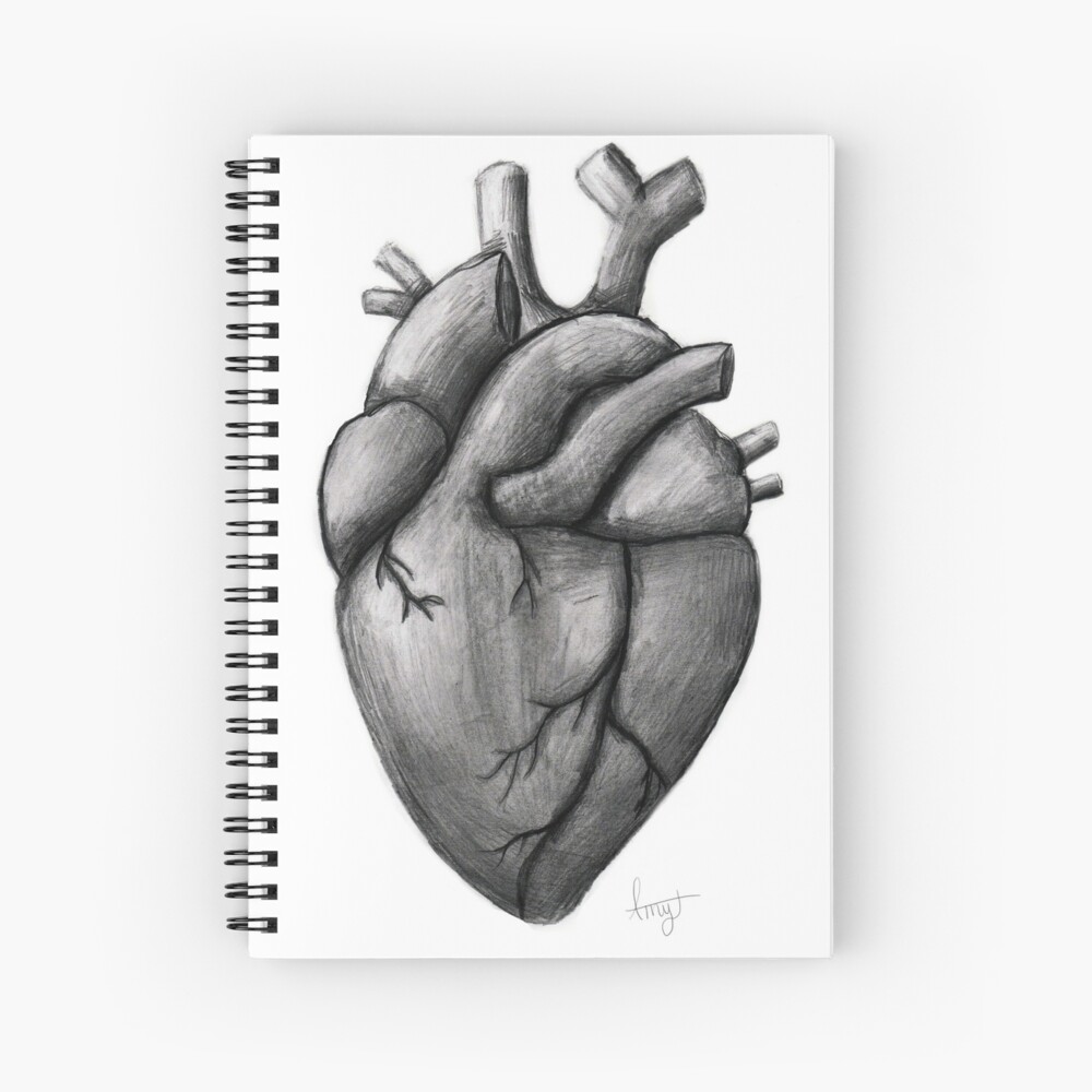 Lámina rígida «dibujo del corazón anatómico lápiz» de AmyCDraws | Redbubble