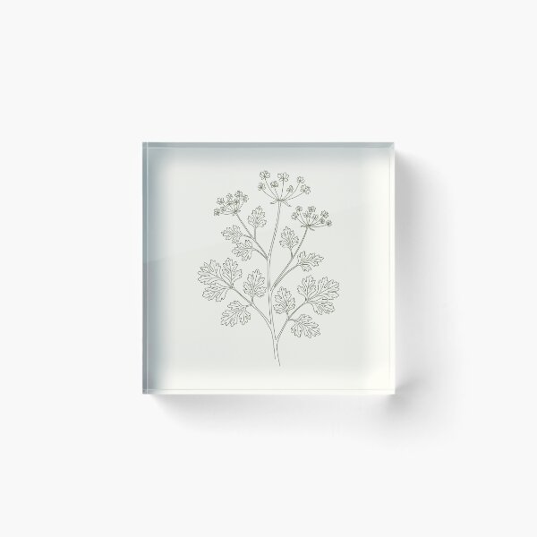 Item preview, Vintage coriander botanical print – Cilantro kitchen wall art designed and sold by CroesCreations.